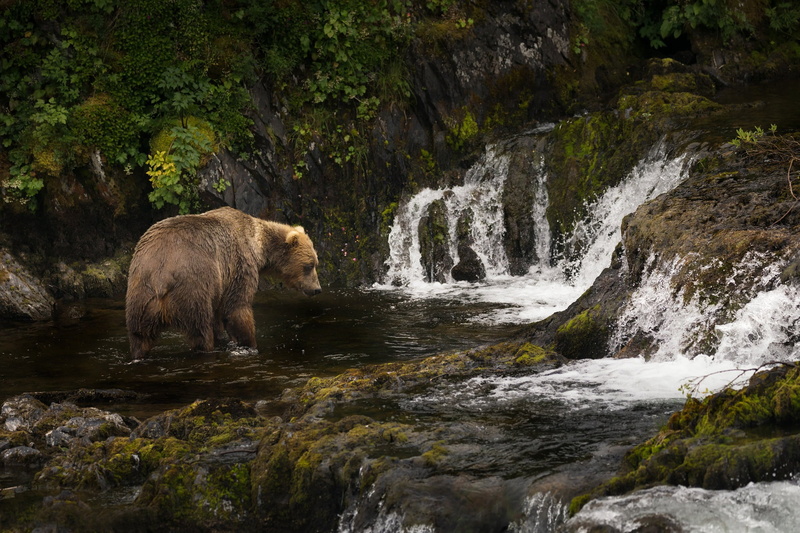 Brown bear, Kodiak, cascade, Alaska, 1080P, river