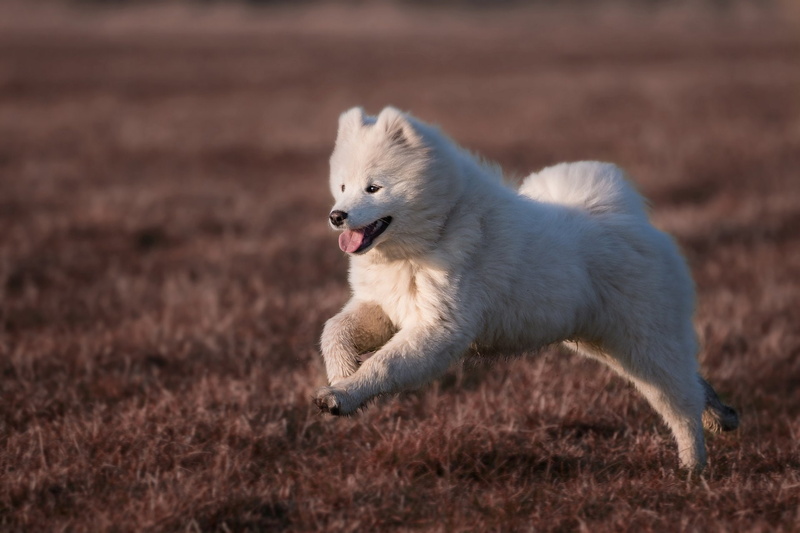 Dogs, Samoyed, 1080P