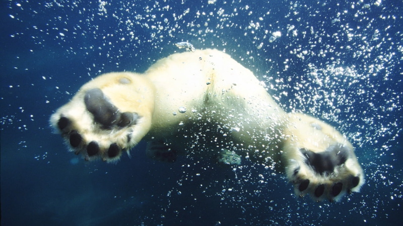720P, hd, underwater, bear, polar, bubbles, paws, feet, animals