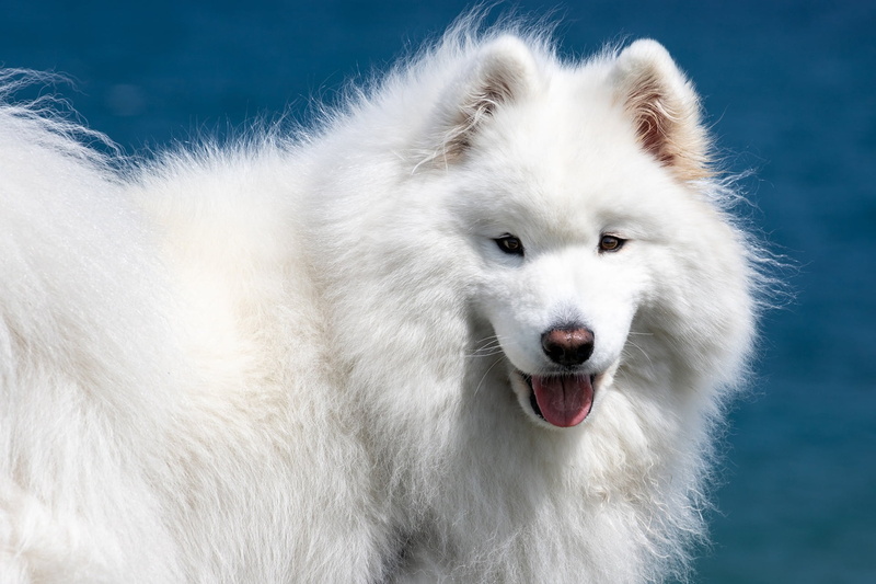 dog, fluffy, white, face, 1080P, Samoyed, look, Samoyed husky