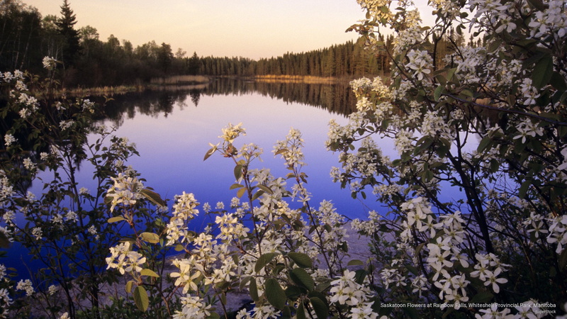 saskatoon, flowers, Nature, park, falls, manitoba, whiteshell, provincial, 2K, rainbow