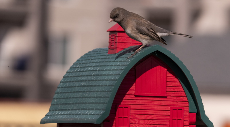 sparrow, manitoba, one animal, built structure, wildlife, nature, no people, feeding, bird, spring, building, vertebrate, red, canada, cute, animal wildlife