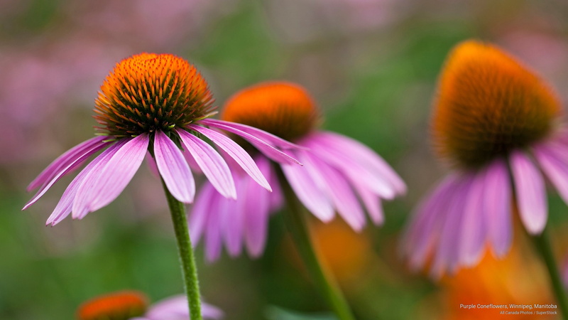 purple, coneflowers, Flowers/Gardens, winnipeg, manitoba, 2K