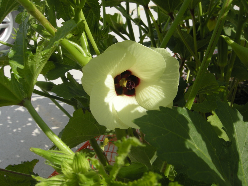 manitoba, blossom, one animal, ladies fingers, fragility, vulnerability, pollination, plant, bhendi, plant part, petal, green color, yellow petals, close-up