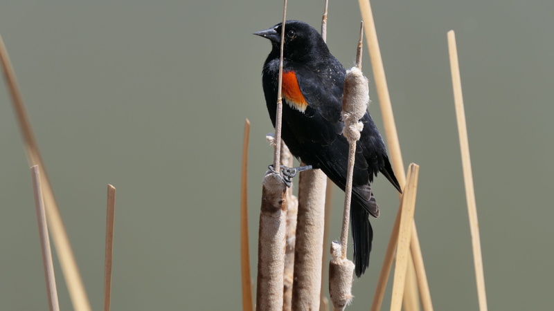 focus on foreground, bull rushes, manitoba, blackbird, winnipeg, black bird, 5K, wood - material, beak, animal, close-up, nature, no people, water, mouth open
