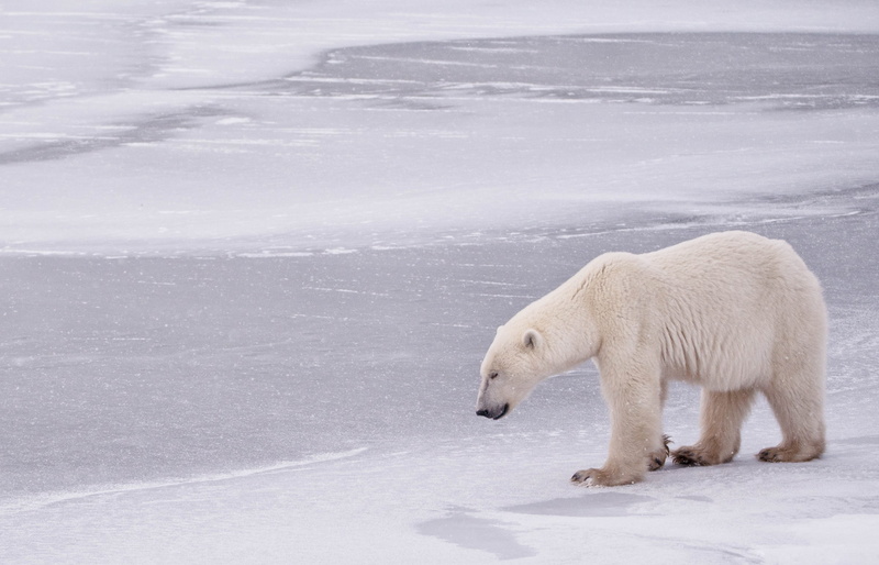 2K, Hudson Bay, Canada, winter, bear, Manitoba, polar bear