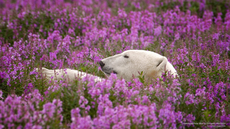 manitoba, polar, relaxed, Animals, bear, 2K, fireweed