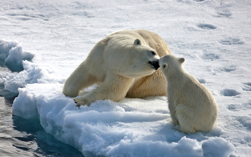 mothers, polar bear, love, cub, bear, 2K