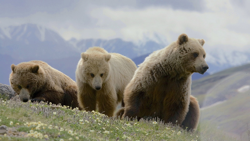 2K, three animals, snow, no people, polar bear, animal wildlife, vertebrate, animal family, mammal, bear, animal themes, animal, animals in the wild, young animal