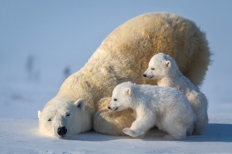 polar bear, 1080P, cubs, bear, she-bear, Arctic, bears
