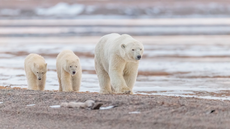 water, bears, Alaska, cubs, bear, polar bears, 2K