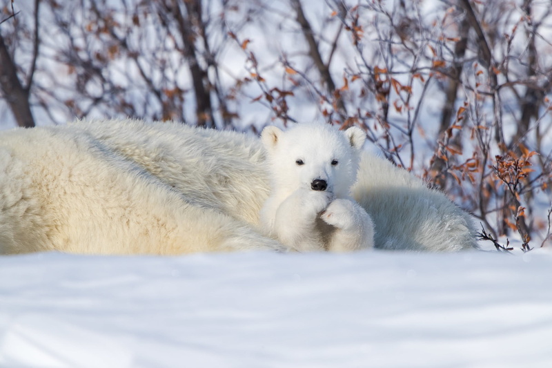 Cute, Cub, Bears, 1080P, Polar Bear