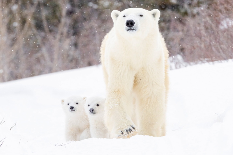 1080P, two of the bear, snow, winter, Polar bears, cubs, bear, bears
