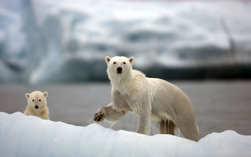 polar, white, alaska - Usa State, outdoors, polar Bear, cub, animal wildlife, looking at camera, no people, wildlife, walk, animal family, cold - Temperature