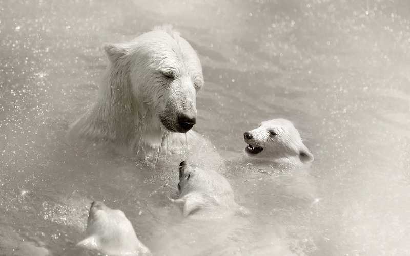 friendship, dog, cute, caring, retriever, fun, outdoors, cold - Temperature, animal wildlife, animal themes, bear, cold temperature, mammal, nature, two animals