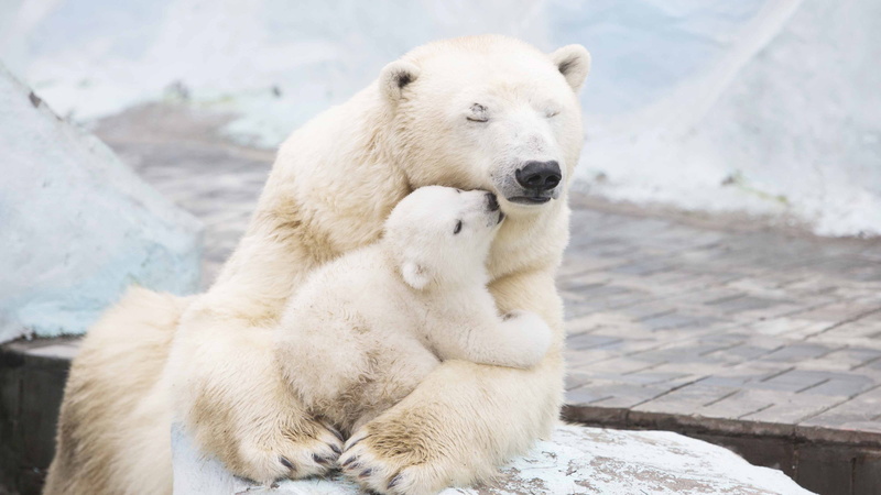 bear, polar, 4k, cub, polar bears, cute animals, 4K