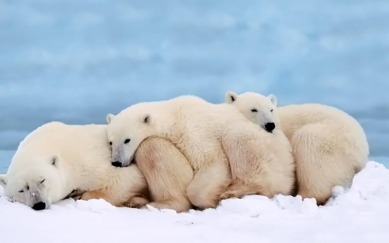 grown, family, cubs, bear, animal, hd, heating, 1080P, polar