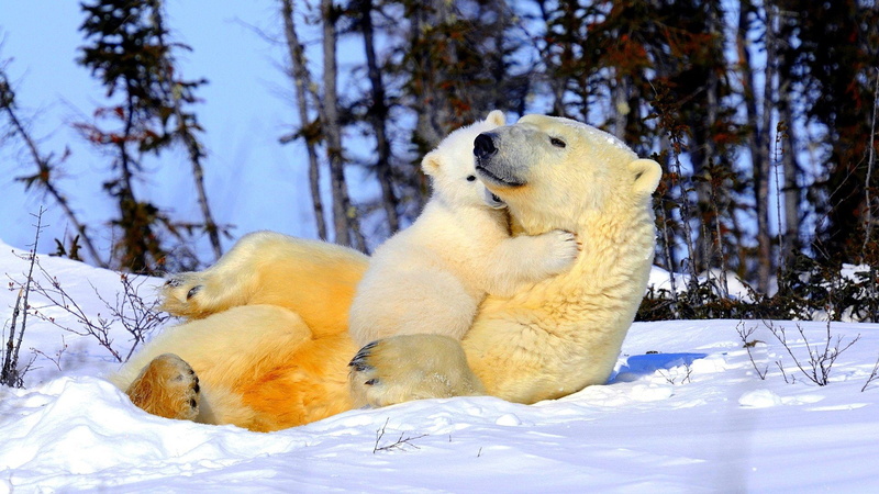 bear, polar, 1080P, Cub