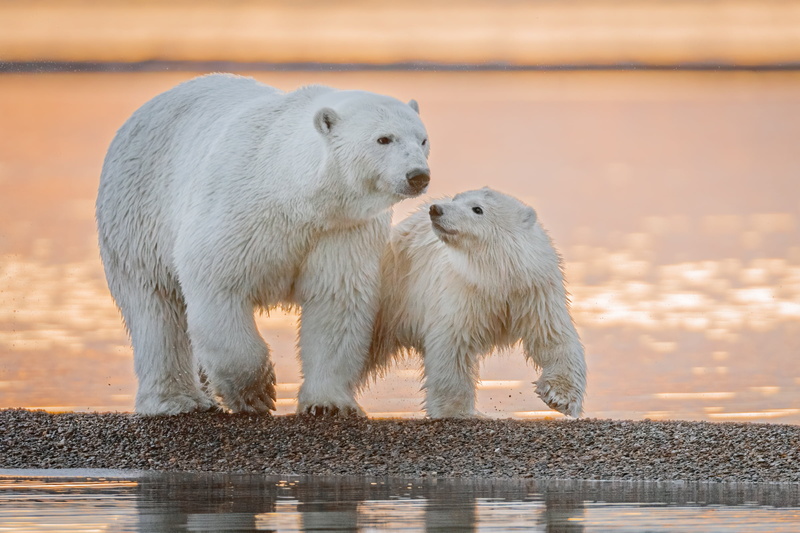 cub, Alaska, polar bears, 1080P, bear, water