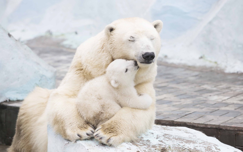carrying, bear, Polar bears, 4K, polar, baby, white, Cub, 4K