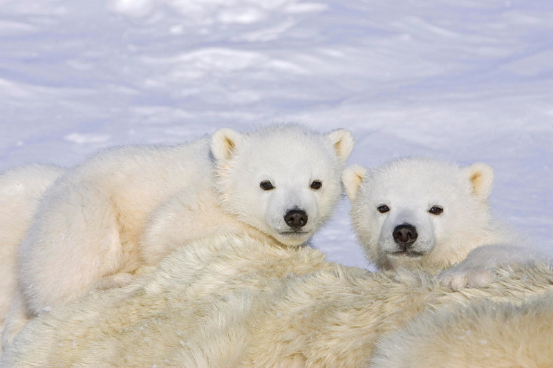 mammal, vertebrate, animal themes, bear windows, 1080P, animal wildlife, animal family, outdoors, snow, group of animals, animals in the wild, animal
