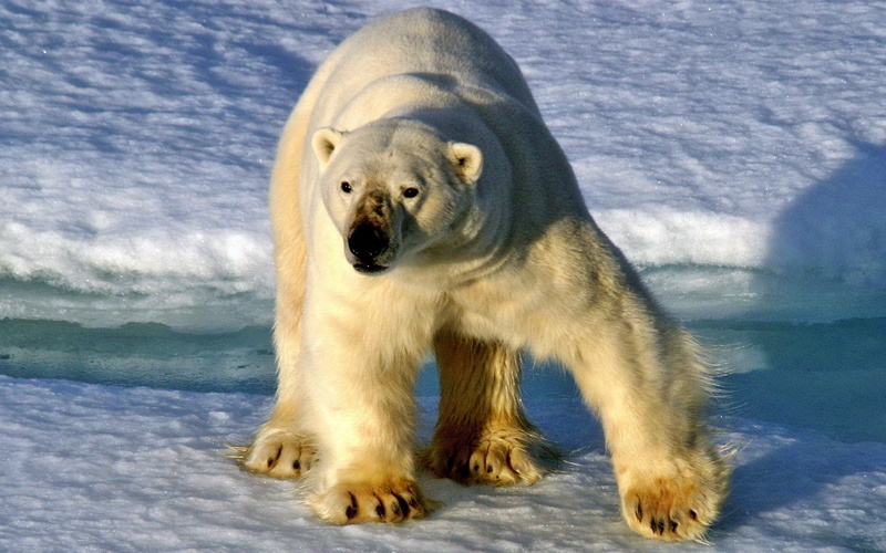 water, white, arctic, day, one Animal, looking, large, outdoors, carnivore, animal, winter, endangered Species, blue, vertebrate, no People, bear, mammal