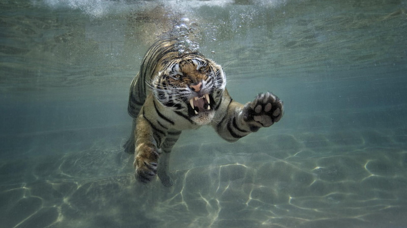 swimming, animal themes, wildlife, day, one animal, animal wildlife, outdoors, carnivoran, water, 1080P, marine, sea, tiger, sunlight, no people, animals in the wild