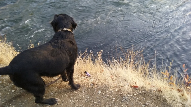 beach, mammal, water, domestic animals, lake, hunting dog, dog like mammal, labrador retriever, dog, sporting group, animal themes, domestic, sunny, dog breed group