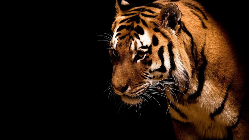 tiger, 1080P, wildlife, carnivoran, big cats