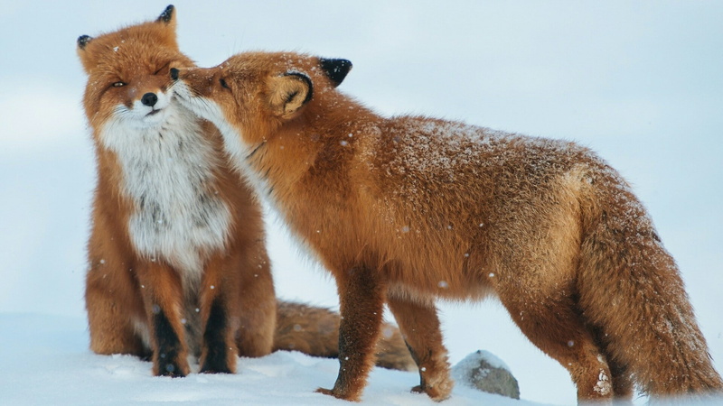 smell, wildlife, red fox, snow, kit fox, couple, terrestrial animal, kiss, foxes, whiskers, fox, winter, love, fur, cute, carnivoran, mammal, 1080P