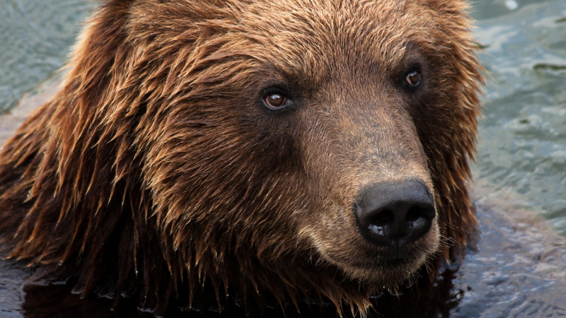 face, organism, 4K, fauna, animal eye, animal body part, one animal, wildlife, portrait, animal themes, brown, large, terrestrial animal, animal head