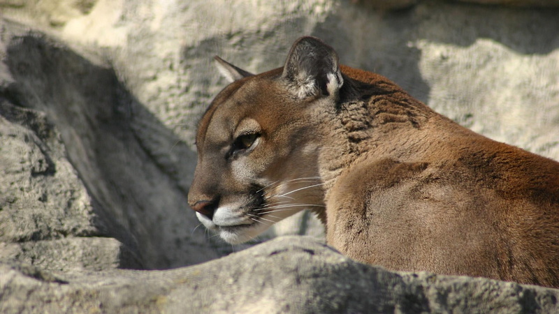 close-up, zoo, mammal, animal themes, 1080P, rock - object, animal, no people, animals in the wild, animal head, cat, day, animal wildlife, terrestrial animal