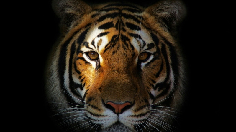 animal themes, close up, big cats, animal body part, terrestrial animal, head, tiger, no people, animal wildlife, animal eye, carnivoran, snout, aggression