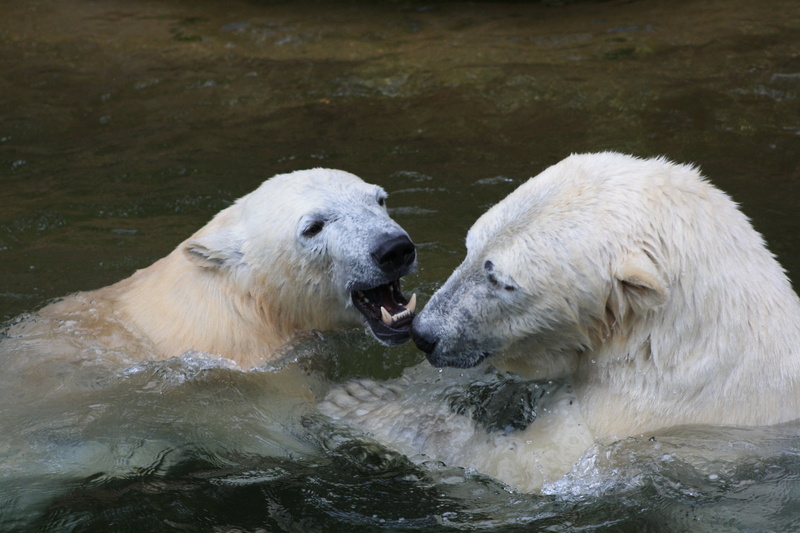 cold, polar, curious, day, whitebear, animal body part, group of animals, arctic, mouth open, animal, two animals, ursus, vertebrate, fighting, polar Bear