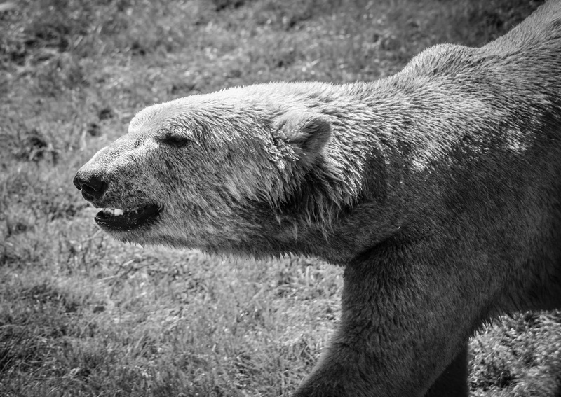 Fur, no people, animals in the wild, nature, day, one animal, animal, close-up, animal wildlife, White, field, Animal, animal head, looking away, Bear