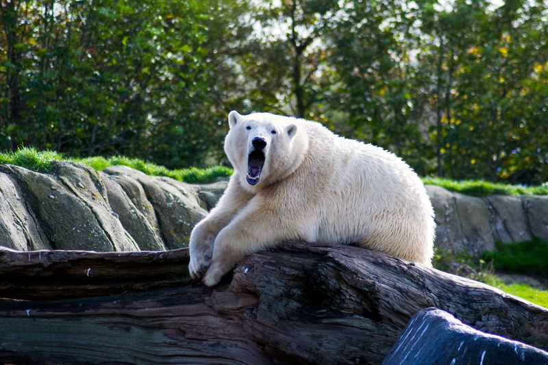 zoo, rock, 5K, vertebrate, one animal, mouth open, polar bear, animals in the wild, animal head, wood, bear, mammal, no people, nature, animal themes