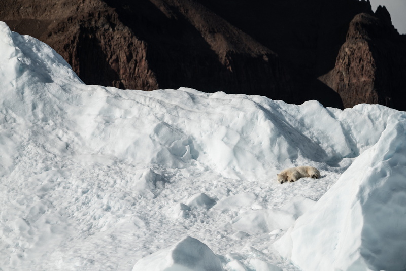 outdoors, solid, ice, scenics - nature, white, rocks, mammal, cold temperature, pet, day, animal, beauty in nature, mountain, non-urban scene, fox, iceberg