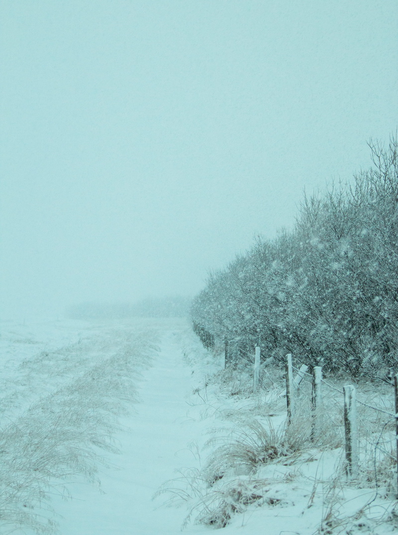 wilderness, pet, cold temperature, climate, scenics - nature, green, water, outdoors, weather, extreme weather, fog, snow, 4K, blizzard, mist, plant, tranquility