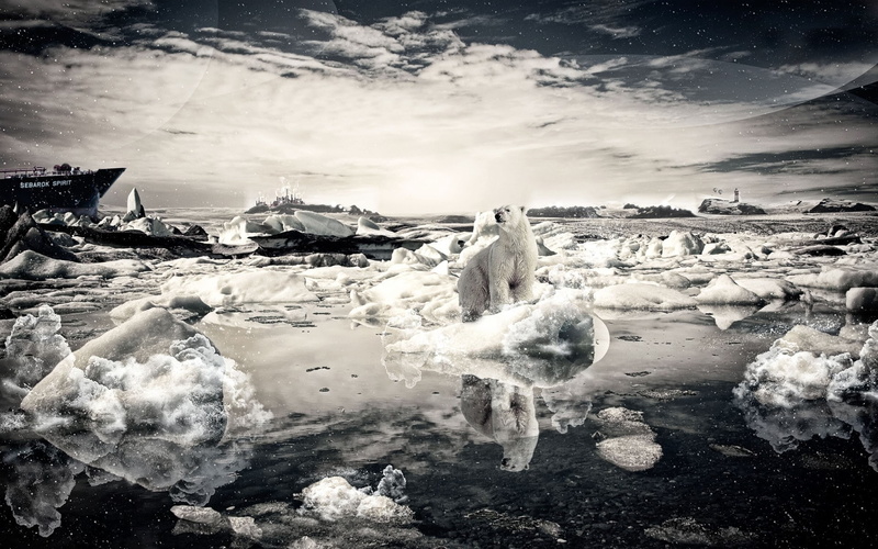 photo manipulation, reflection, nature, polar bears, 1080P, landscape, ice