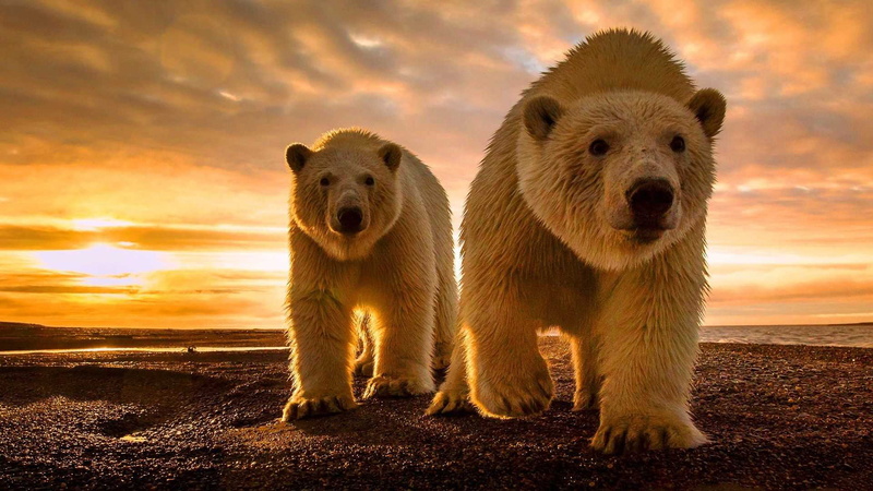 white, par, bears, crbeni, clouds, sunset, desktop, polar, windows, backgrounds, 2K