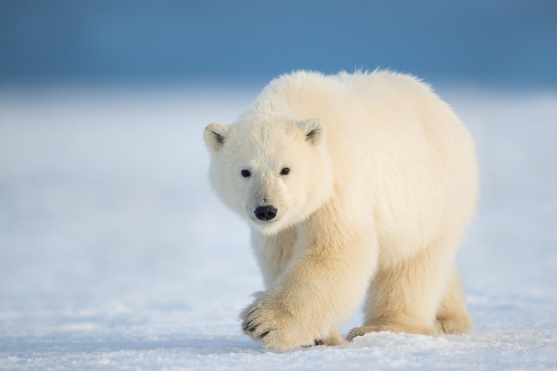 polar bear, winter, 1080P, snow, nature