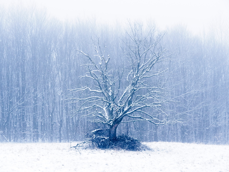 ice, tranquility, frozen, non-urban scene, wilderness, scenery, bare tree, nature, outdoors, isolated, winter, dead, branch, snow, tranquil scene, woodland