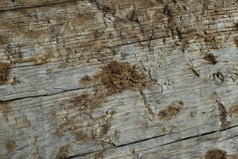 photography, retro, classic, tree, day, bark, outdoors, trunk, no people, wood grain, detail, cracked, wall - building feature, wood - material