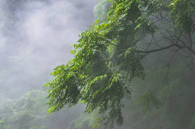 green, misty, japan, environment, low angle view, day, branch, growth, non-urban scene, fog, ominou, tree, beauty in nature, no people, tranquility, land