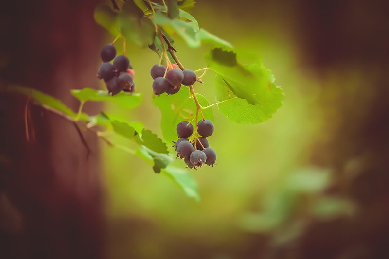 leaves, food and drink, crop, tree, branch, plant, leaf, vineyard, grape, blackberries, selective focus, close-up, organic, summer, autumn, saskatoon, plant part