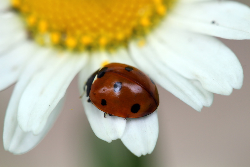 Lens, Macro, 5K, LADYBUG, insect, white, springtime, summer, nature, small, Saskatoon, daytime, close-up, June 17, animal, Canon EF, white daisy, daisy