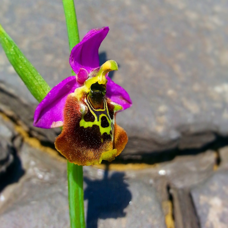 invertebrate, one animal, growth, Hatay, saskatoon, petal, Flower, animals in the wild, animal themes, focus on foreground, Sahlep, insect, natural turkey