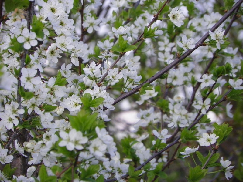 spring, bloom, 720P, saskatoon