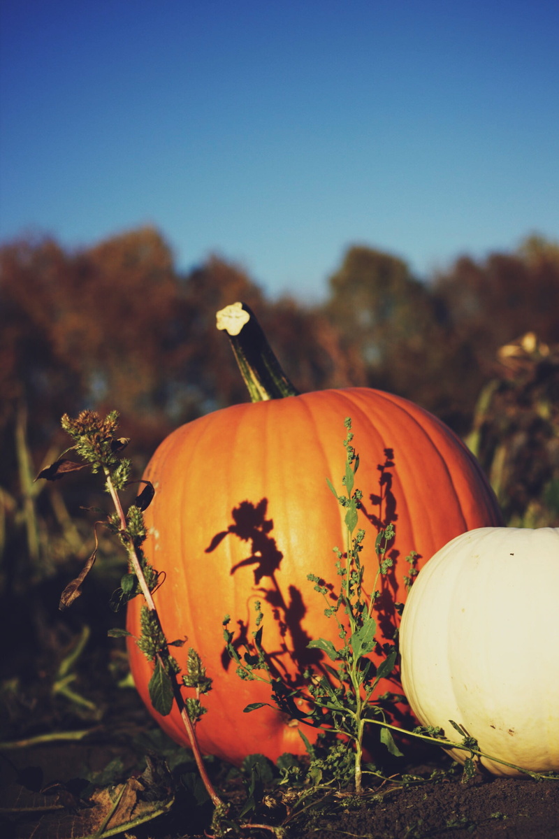vegetable, close-up, saskatoon, day, outdoors, field, 2K, nature, food, no people, sky, jack o lantern, food and drink, pumpkin, orange color, pumpkin patch fall orange