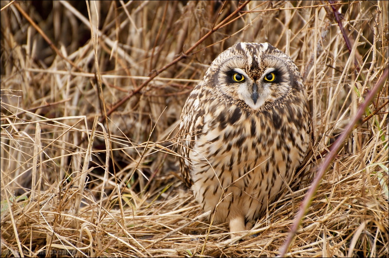 focus on foreground, looking, 1080P, predator, carnivore, portrait, animal themes, brown, animals Hunting, owl, plant, looking at camera, one Animal, day